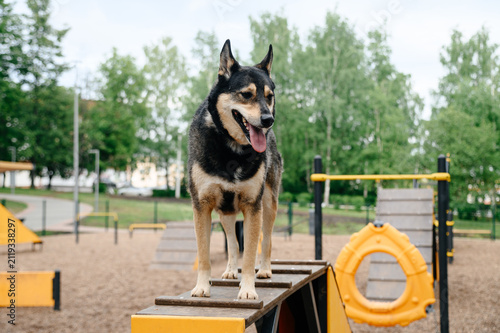 dog agility training, cute clever mongrel dog standing on slide after climbing, playground for dogs in city park with green trees in summer
