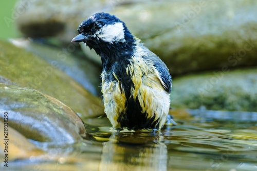 Great tit is standing in the water. Czechia. 