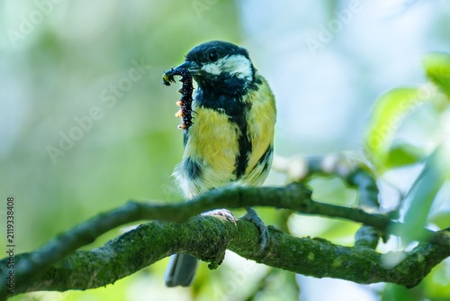 Great tit on a branch carries a caterpillar for its young. Czechia. 