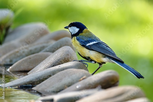 Great tit stands on stones at a bird watering hole. Czechia.