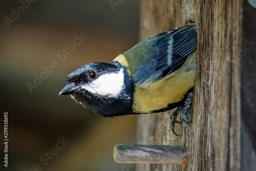 Great tit take off from the birdhouse. Czechia. 