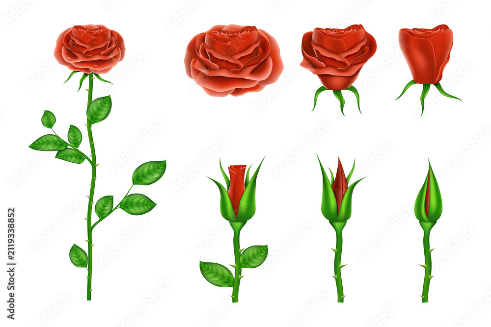 Naklejka premium red roses at different stages of blooming transparent background