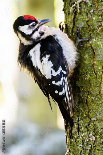 Greatspotted woodpecker (Dendrocopos major) perched on a tree trunk. Czechia. 