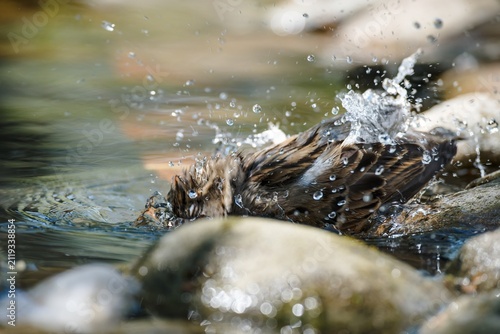 House sparrow bathing in water. It splashes with water. Czechia. 