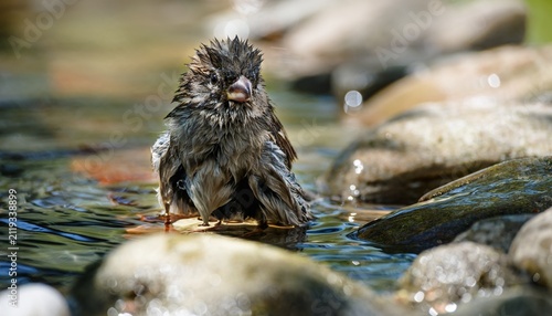  House sparrow getting wet while bathing in water. Czechia.