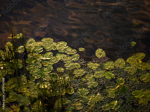 Green lily pads and grass growing on the tranquil, dark surface of a pond, reflecting soft light and showing small yellow flowers