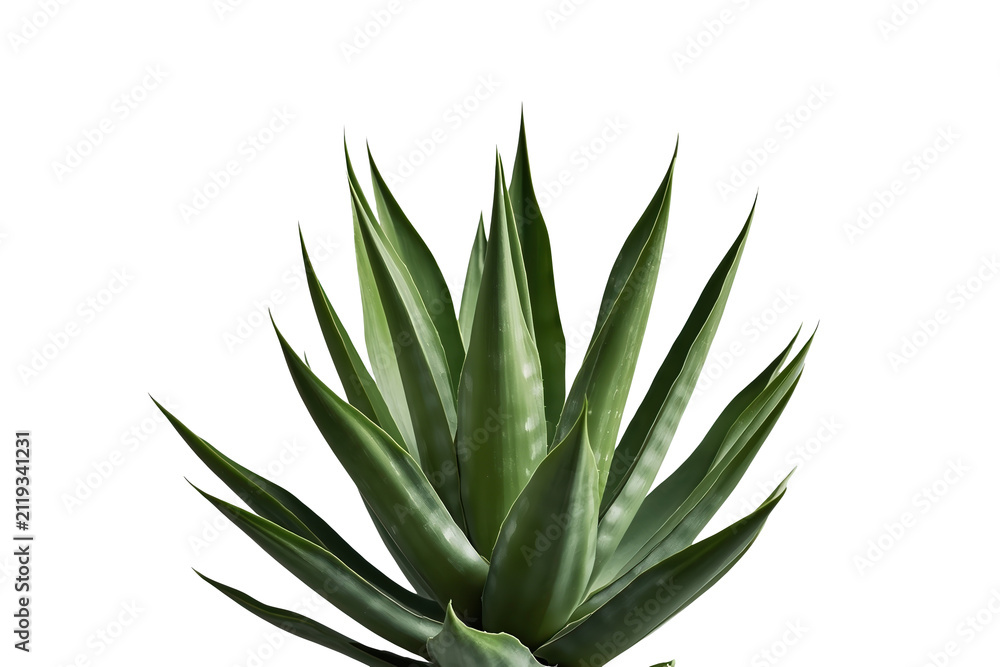 Fototapeta premium Dense symmetrical agave succulent isolated