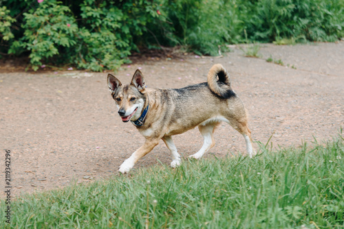 Obraz na płótnie small cute brown half-breed dog walking in city park with green grass and trees