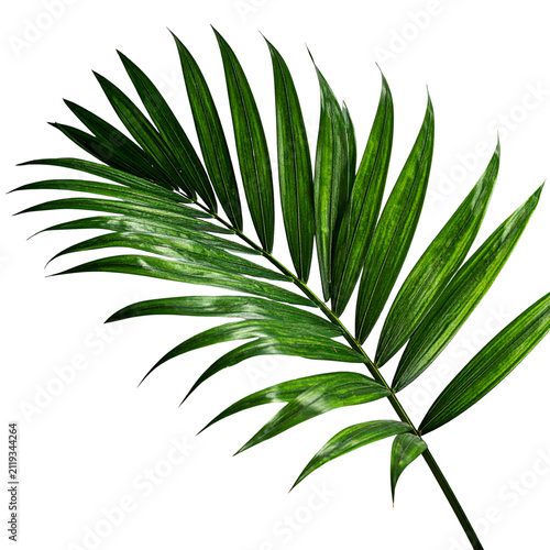 Sugar Palm Tree Branch with Leaves Isolated on Transparent Background