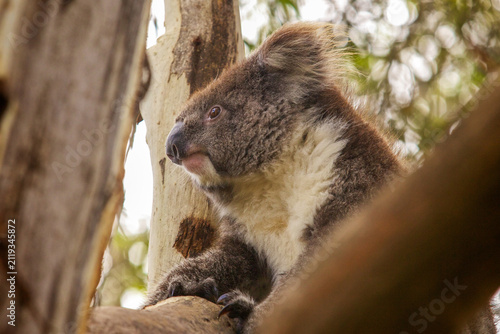 Photography A wild koala sits comfortably in the branches of a eucalyptus tree in its natural Australian habitat