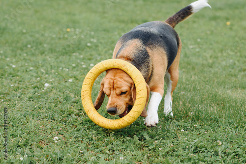 Fotografía cute black red and white beagle dog playing with puller ring toy on green lawn o