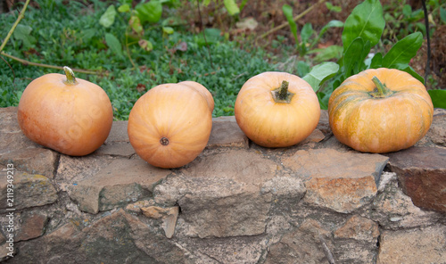 Bild auf Leinwand Four small pumpkins line a stone wall outdoors, autumn harvest, rustic farm produce, seasonal food, countryside decoration