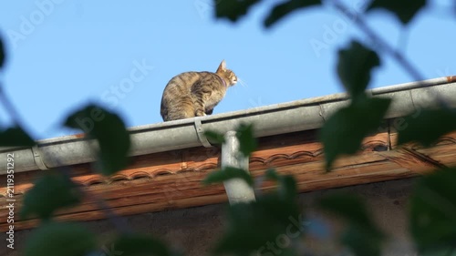 Cinematic footage of a domestic cat resting peacefully on the roof of a house, enjoying an elevated view of its surroundings. 4 k video