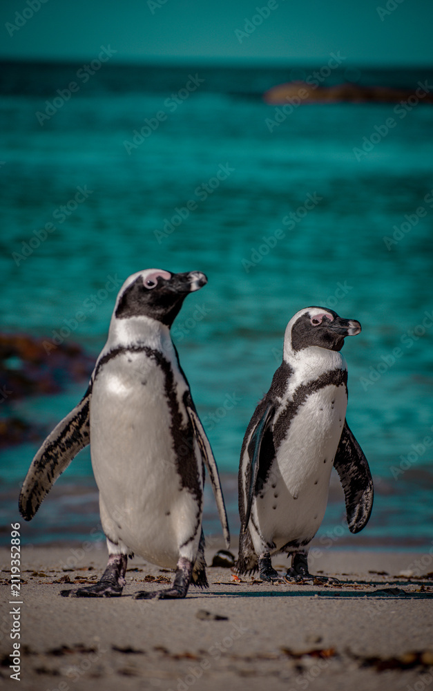 Fototapeta premium African penguins on the beach