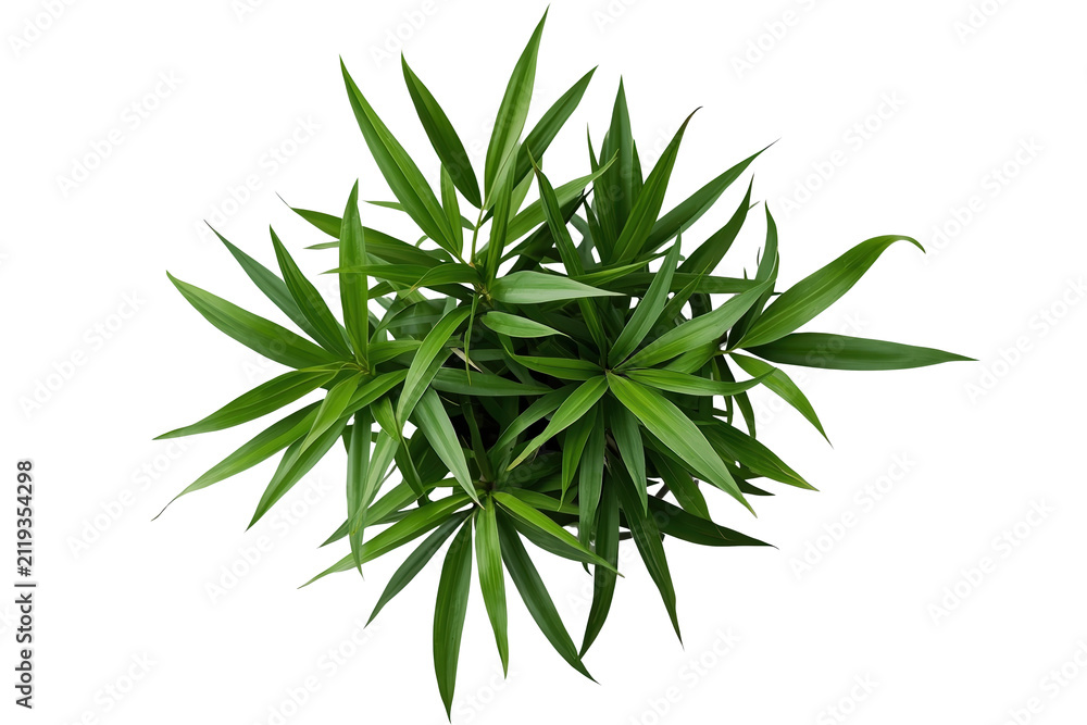 Fototapeta premium Lush bamboo foliage cluster with pointed leaves