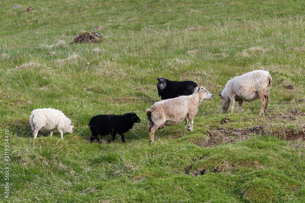 Obraz premium Black and White Sheep Grazing on Green Pasture
