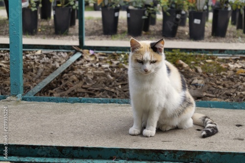 Calm stray cat sitting on a concrete curb in an urban park on a sunny day. Peaceful feline resting outdoors symbolizes independence and resilience.
