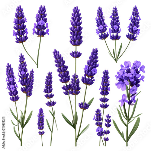 Lavender Flower Set in Various Arrangements Isolated on Transparent Background