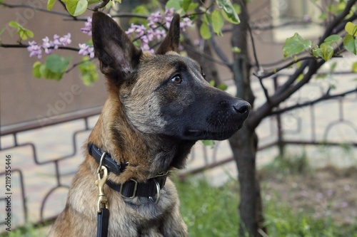 Belgian Malinois portrait outdoors near blooming branches. The attentive expression represents intelligence, confidence, and protection.