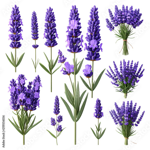 Lavender Flower Set in Various Arrangements Isolated on Transparent Background