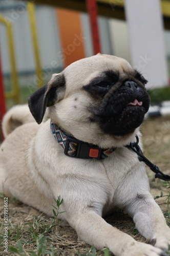 Cute pug lying comfortably on the grass outdoors. The peaceful portrait symbolizes loyalty, comfort, and companionship.