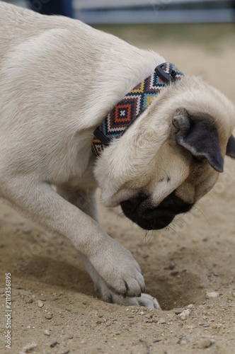 Curious pug sniffing the ground outdoors on a sunny day. The candid moment represents curiosity, exploration, and everyday pet life.