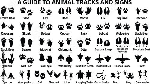 A guide to animal tracks and signs chart with wildlife footprints and paw prints vector illustration