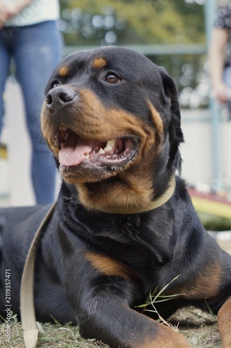 Rottweiler lying calmly on the grass while looking to the side. The confident pose symbolizes strength, loyalty, and reliable companionship.