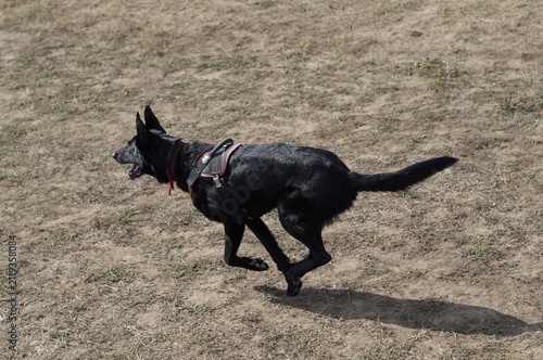 Black dog running across an open field in bright daylight. The dynamic action symbolizes energy, freedom, and athletic performance.