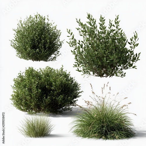 Four green bushes and one grassy plant with seeds sit against a white background to show different landscaping styles.
