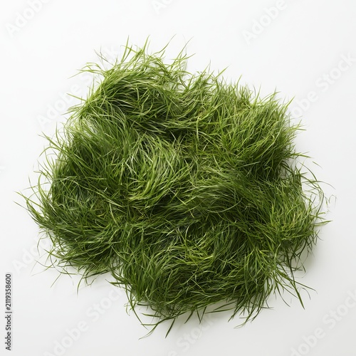 Korean or Japanese lawn grass displays green textures and patterns against a white studio background.