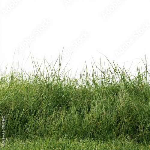 Green grass sits on a white background using a clipping path.