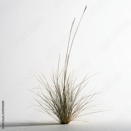 Thai grass grows in front yards and stands out against white backgrounds.