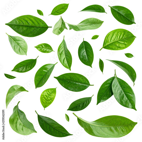 Green Leaves Drifting in Air Collection Isolated on Transparent Background