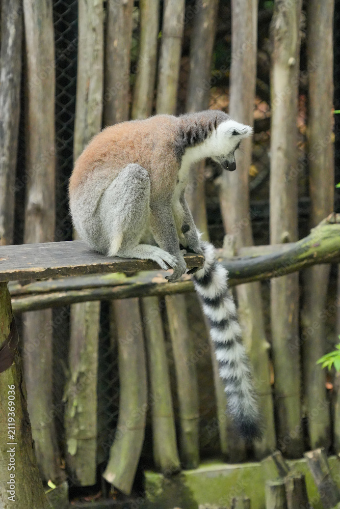 Fototapeta premium A Ring-tailed Lemur on a wooden perch looking up into green tree leaves.