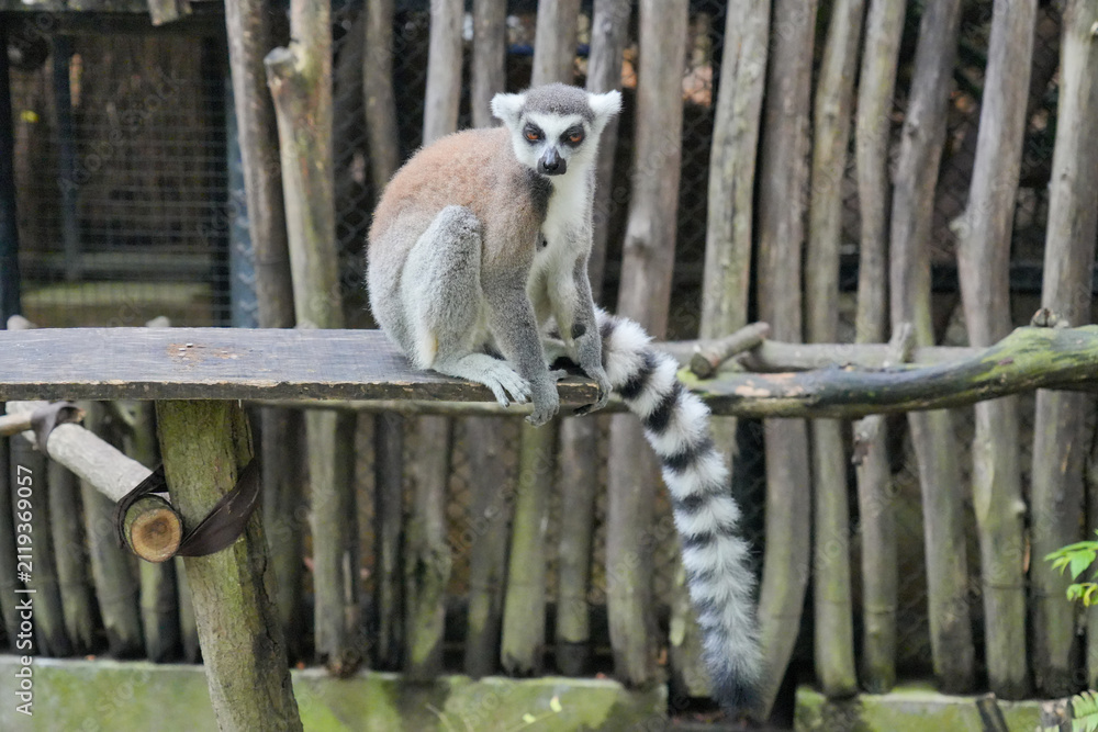 Fototapeta premium A Ring-tailed Lemur on a wooden perch looking up into green tree leaves.