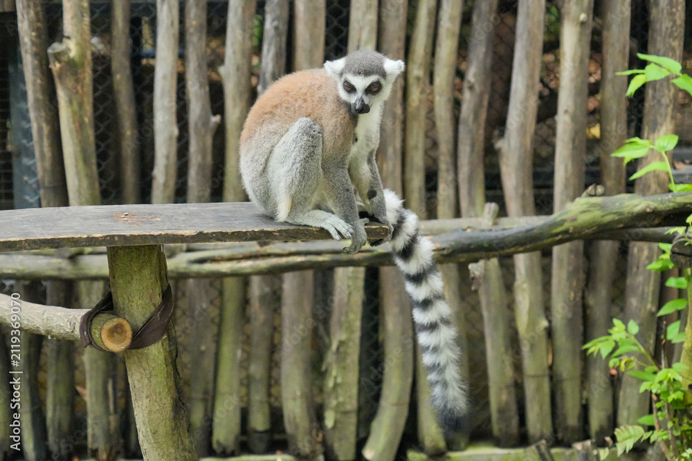 Fototapeta premium A Ring-tailed Lemur on a wooden perch looking up into green tree leaves.