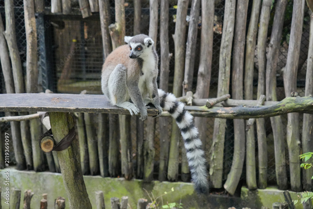 Fototapeta premium A Ring-tailed Lemur on a wooden perch looking up into green tree leaves.