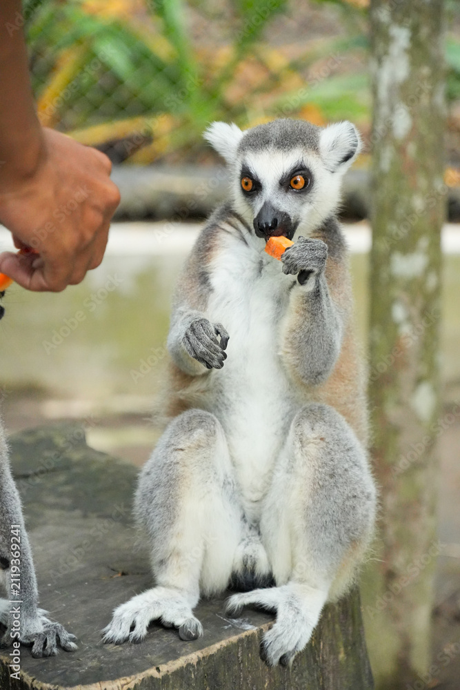 Fototapeta premium A ring-tailed lemur sitting on a large wooden tree stump.