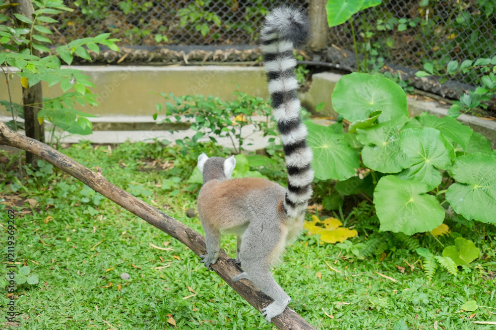 Fototapeta premium A Ring-tailed Lemur on a wooden perch looking up into green tree leaves.
