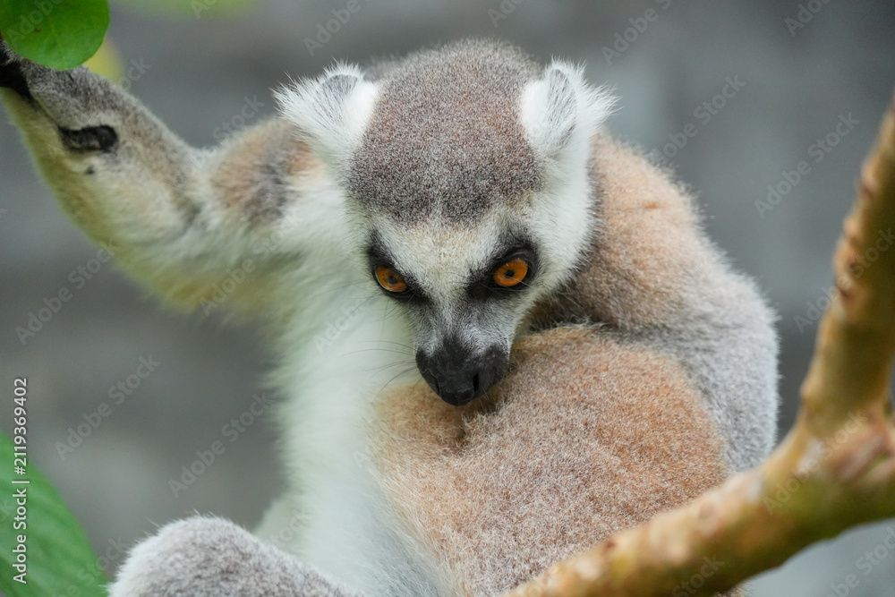 Fototapeta premium A Ring-tailed Lemur on a wooden perch looking up into green tree leaves.