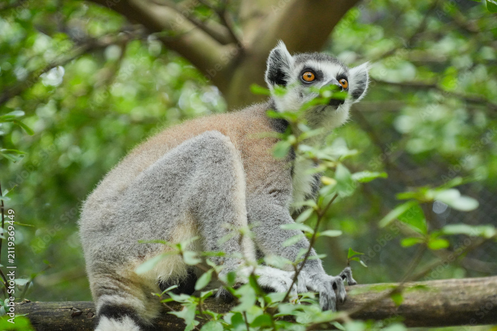 Fototapeta premium A Ring-tailed Lemur on a wooden perch looking up into green tree leaves.