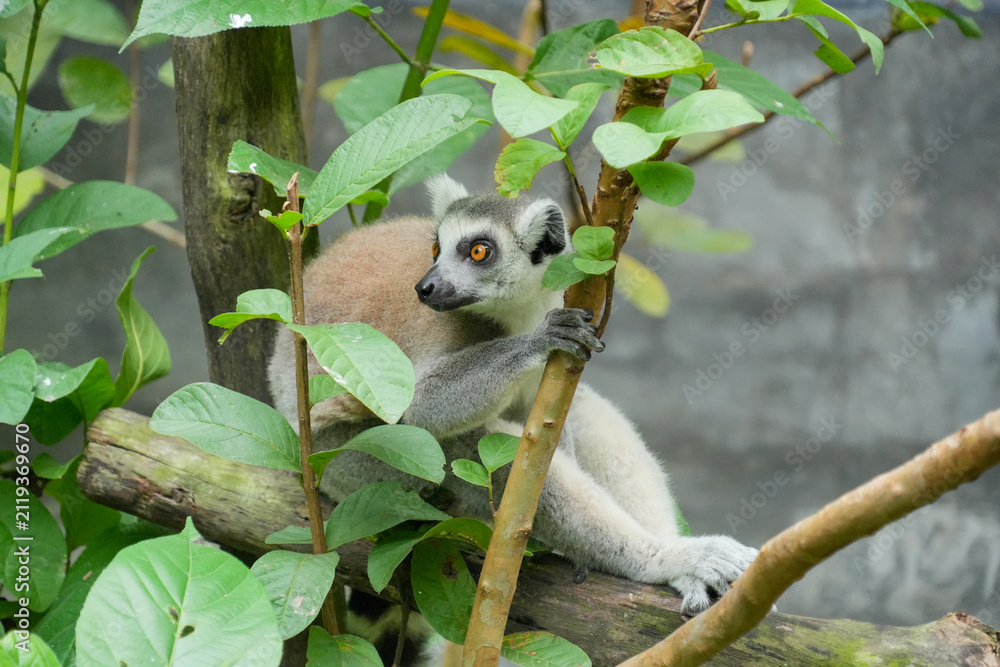Fototapeta premium A Ring-tailed Lemur on a wooden perch looking up into green tree leaves.
