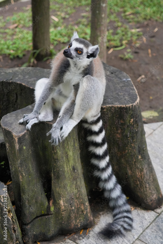 Fototapeta premium A ring-tailed lemur sitting on a large wooden tree stump.