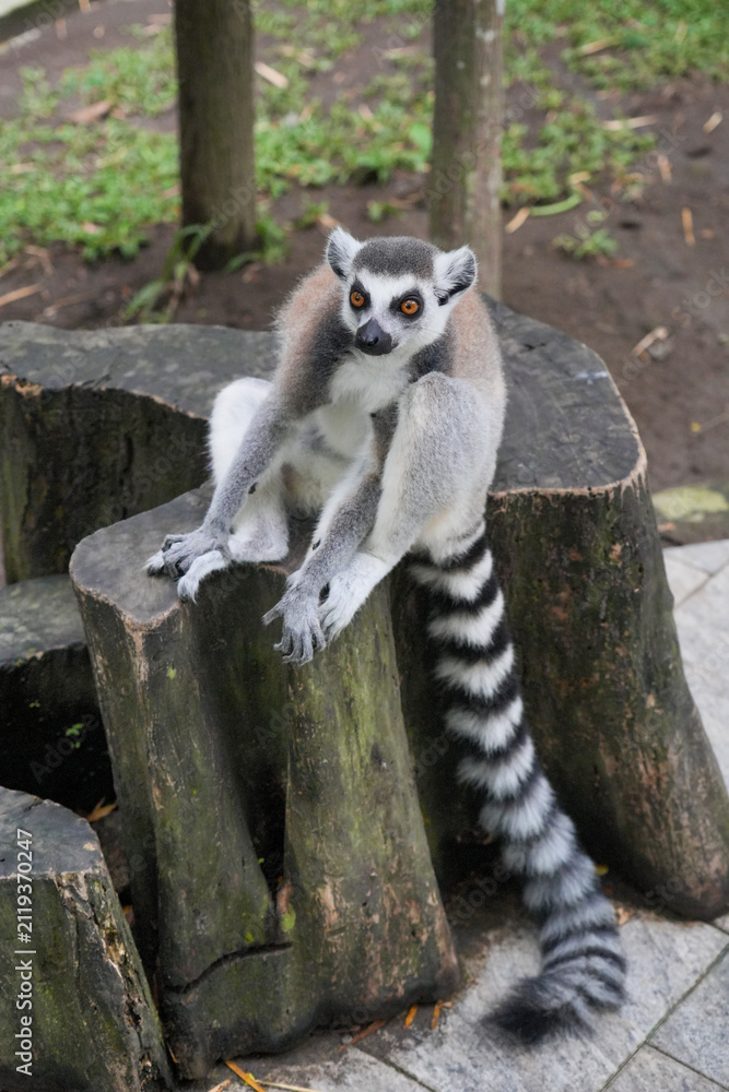Fototapeta premium A ring-tailed lemur sitting on a large wooden tree stump.