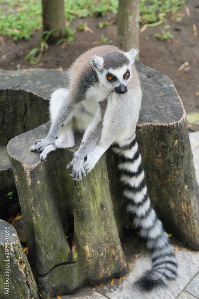 Fototapeta premium A ring-tailed lemur sitting on a large wooden tree stump.