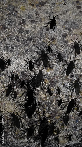 Cockroach Infestation on Concrete Surface  Pest Control and Hygiene Concept vertical video