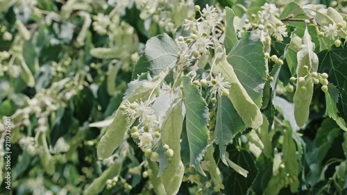 Linden tree bloom. Flowering nature closeup. Macro of flowering linden tree. Blossoming season. Natural tree plant. Flora nature. Aromatic blooming linden in nature