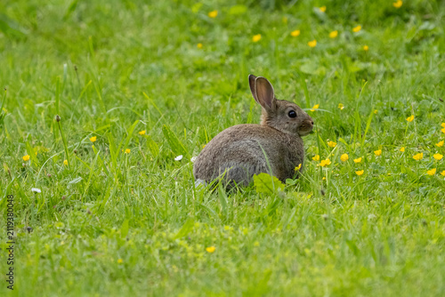 Wildkaninchen in Melsungen-Adelshausen