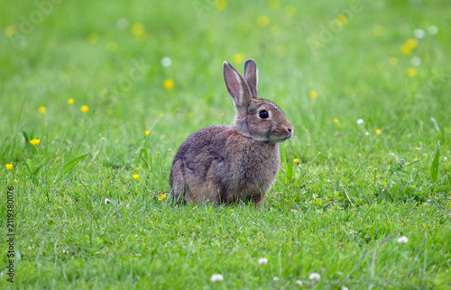 Wildkaninchen in Melsungen-Adelshausen